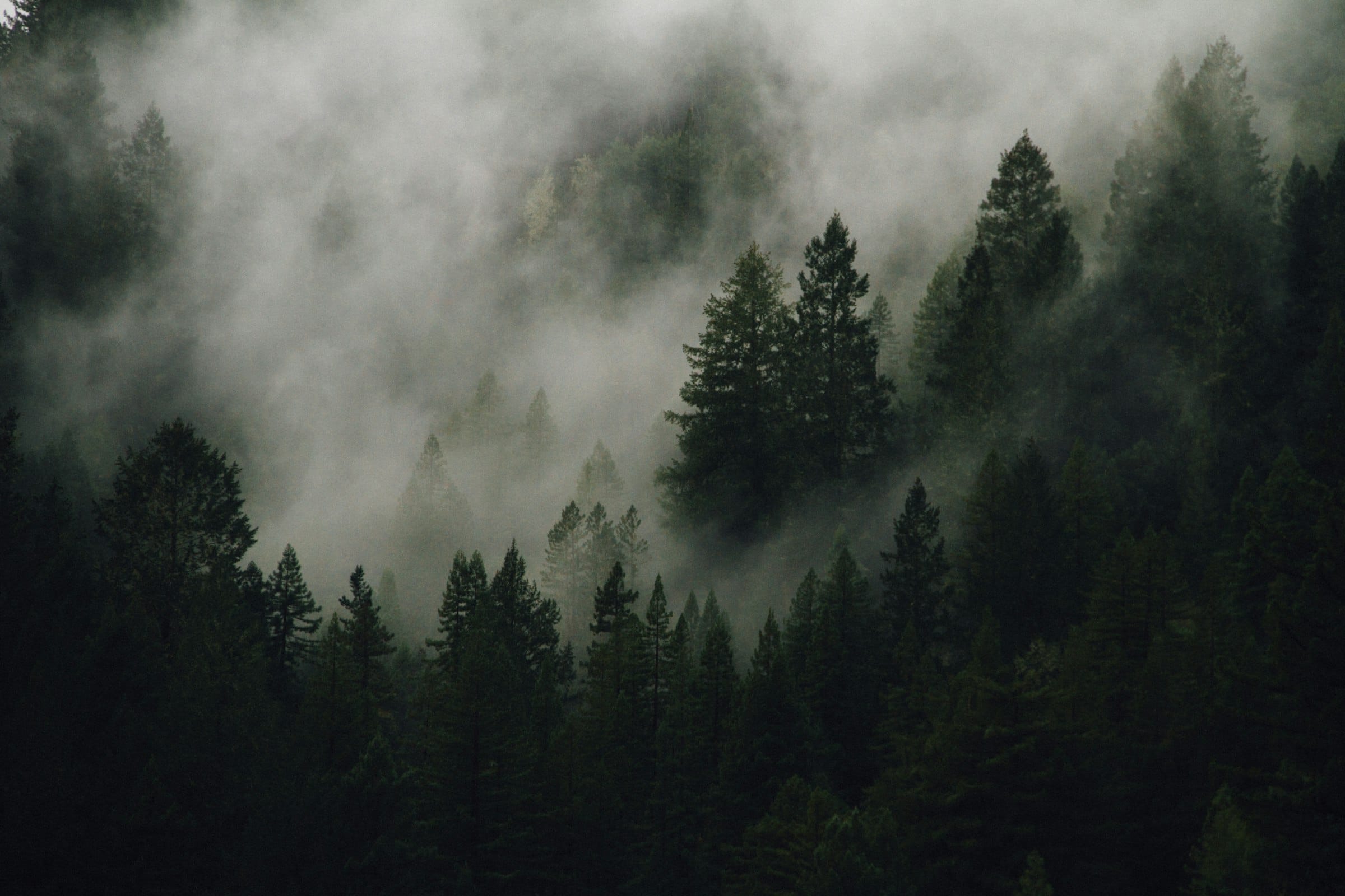 Calm misty forest at morning light